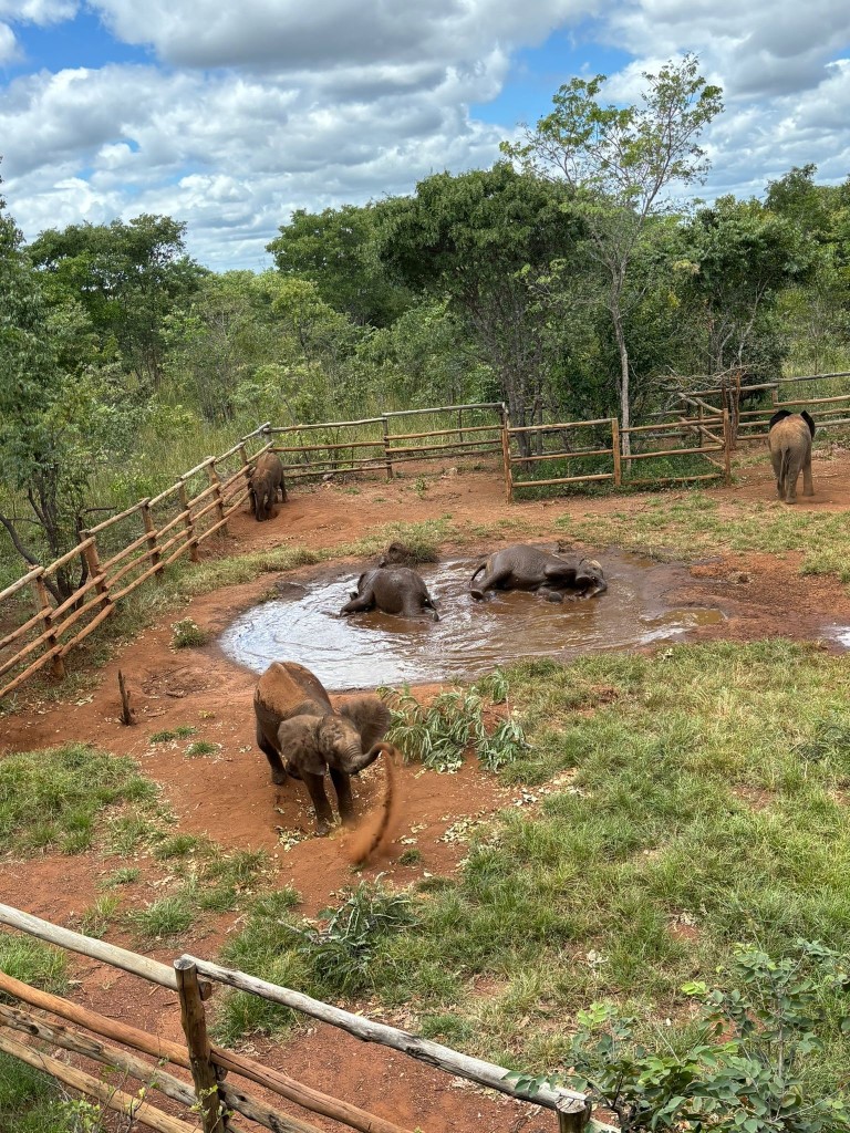 orphaned elephants at Chaminuka Lusaka