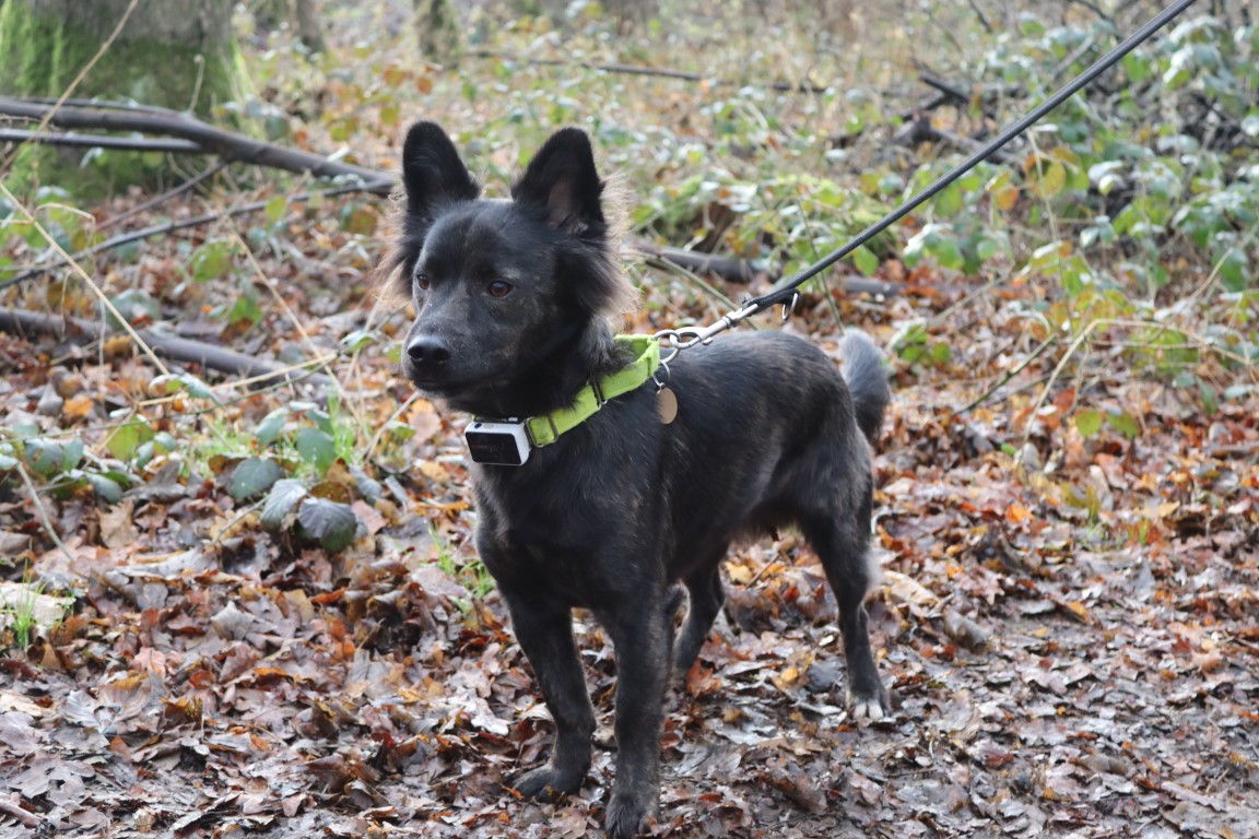 Nurture dog Eric walks in the grounds